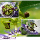 Passiflora, blau