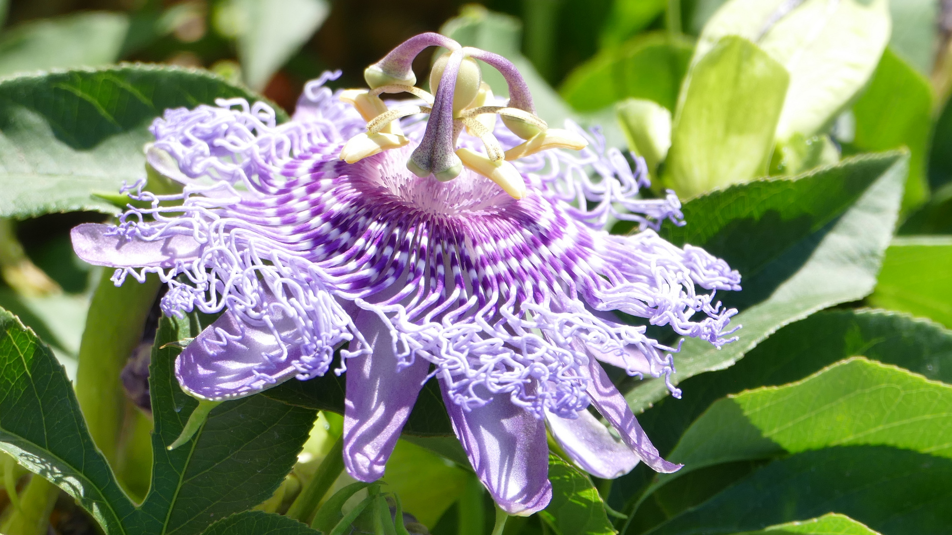 Passiflora Blüte - ein Kunstwerk der Natur - La Gomera