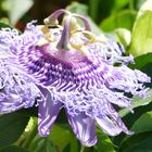 Passiflora Blüte - ein Kunstwerk der Natur - La Gomera