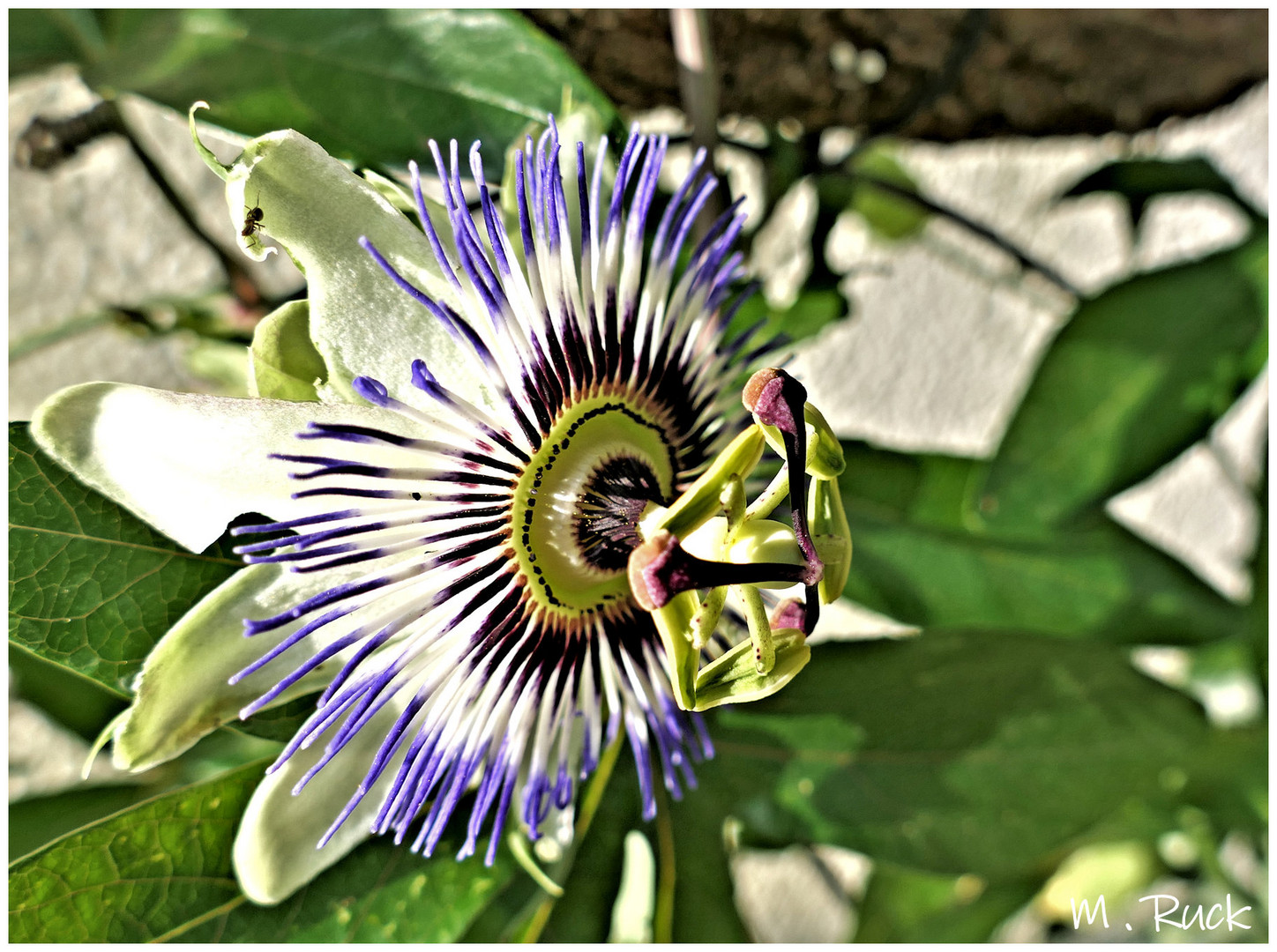 Passiflora Blüte etwas näher betrachtet !