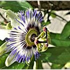 Passiflora Blüte etwas näher betrachtet !