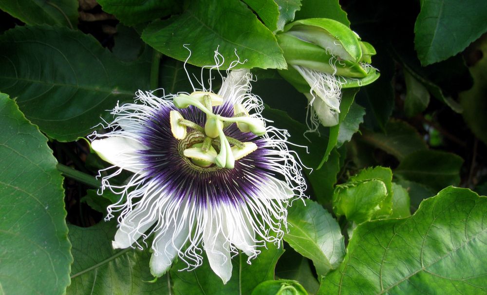 Passiflora Blüte - La Gomera