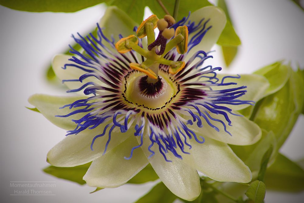 Passiflora-Blüte - Teil 2