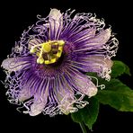 Passiflora Byron Beauty