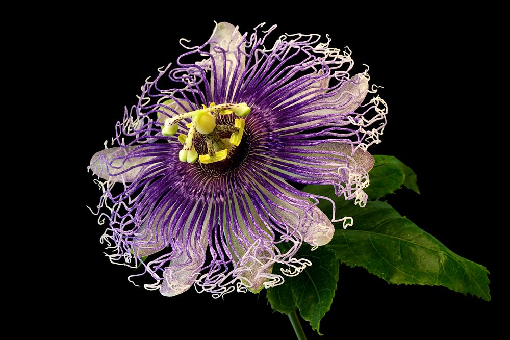 Passiflora Byron Beauty