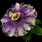 Passiflora Byron Beauty