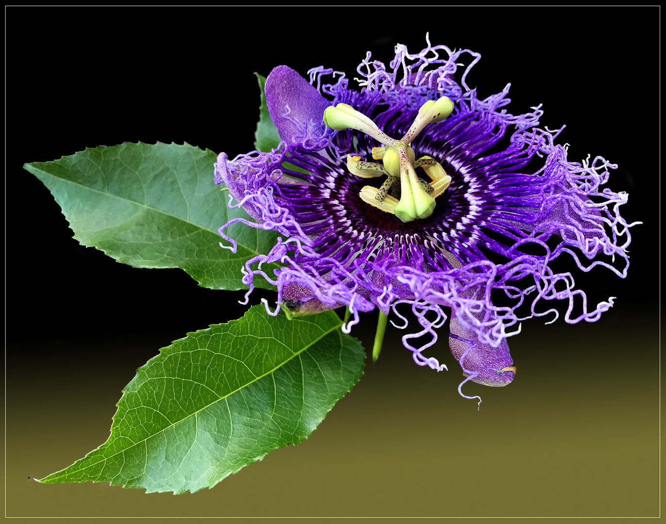 Passiflora " Byte"