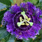 Passiflora "Byte"