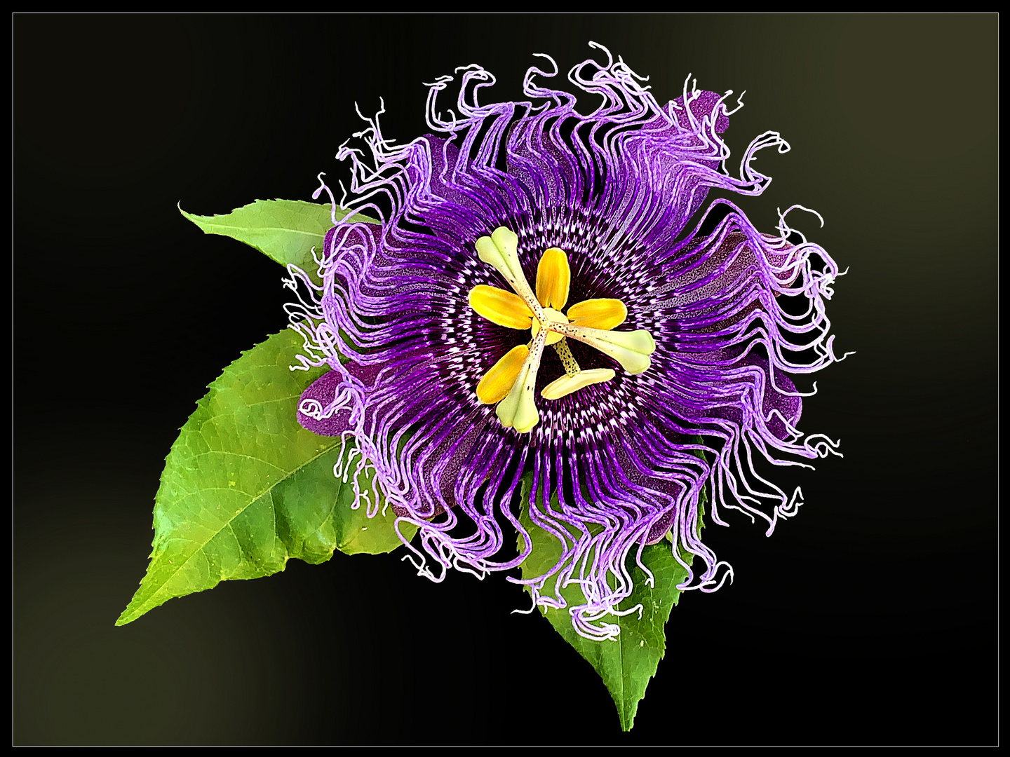 Passiflora Byte 