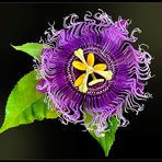 Passiflora Byte 