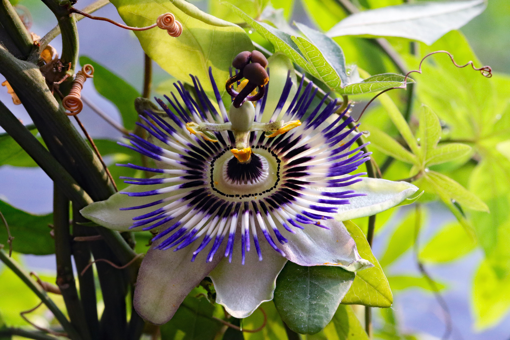 Passiflora Foto & Bild pflanzen, pilze & flechten, blüten