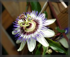 Passiflora