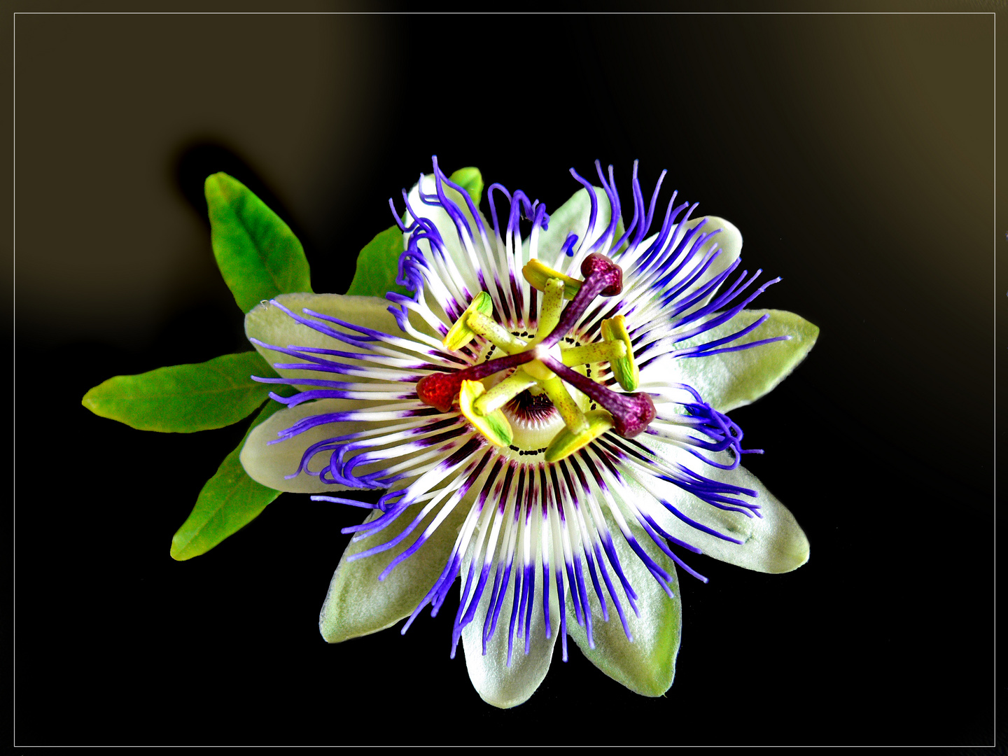 Passiflora caerulea  