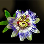 Passiflora caerulea  