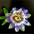 Passiflora caerulea  