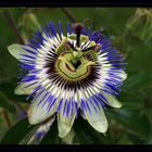 Passiflora caerulea