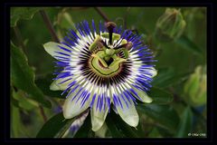 Passiflora caerulea