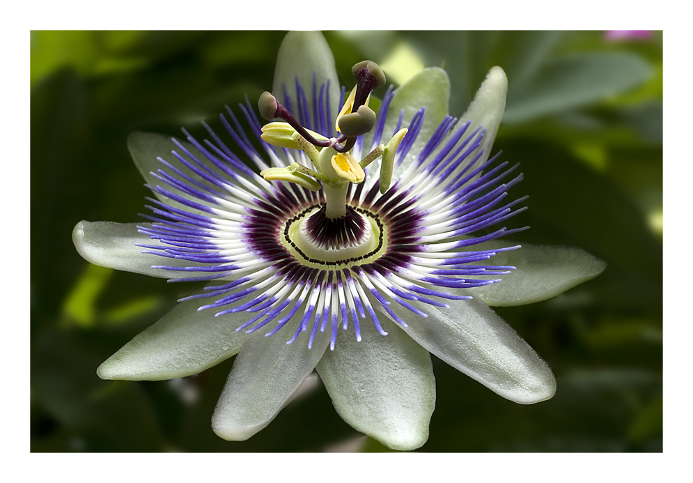 Passiflora caerulea