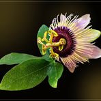 Passiflora caerulea  3. Blüte