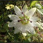 *Passiflora caerulea*