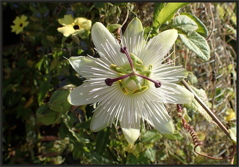 *Passiflora caerulea*