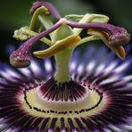 Passiflora caerulea