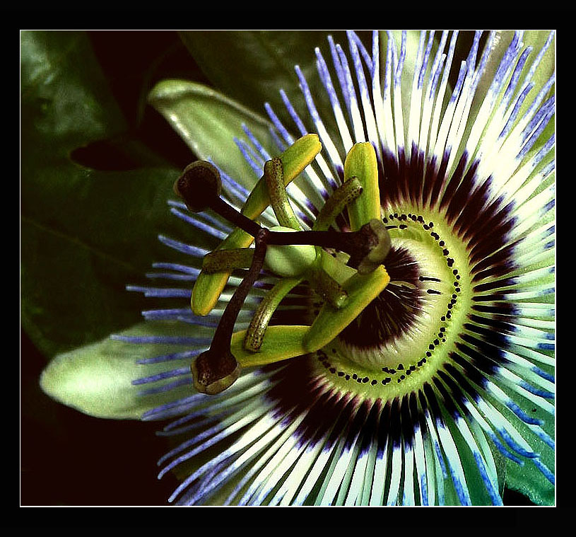 Passiflora caerulea