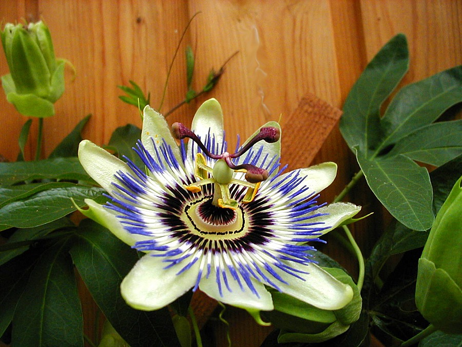 Passiflora caerulea