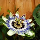 Passiflora caerulea