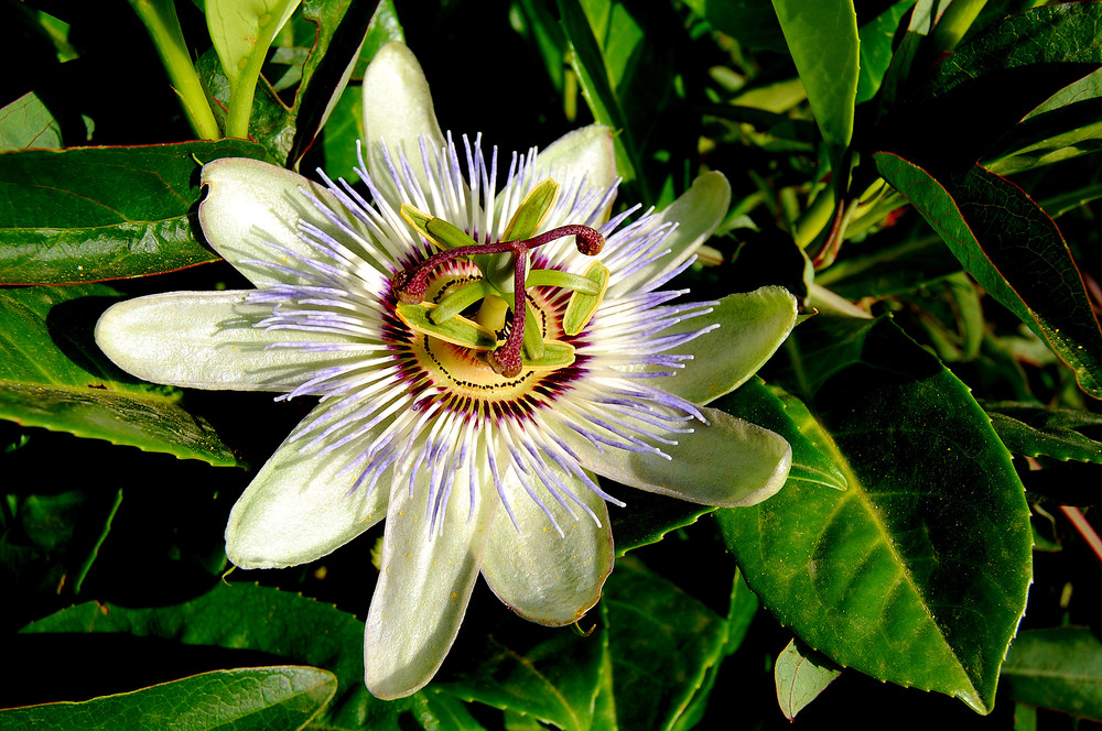 Passiflora caerulea