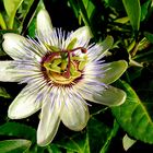 Passiflora caerulea