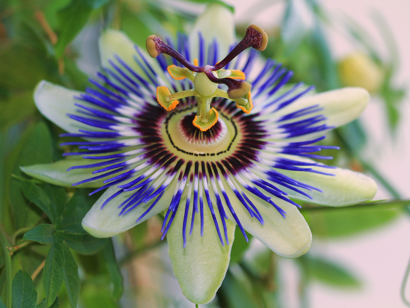 Passiflora caerulea*