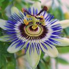 Passiflora caerulea*