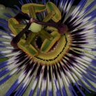 Passiflora caerulea