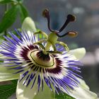 Passiflora caerulea