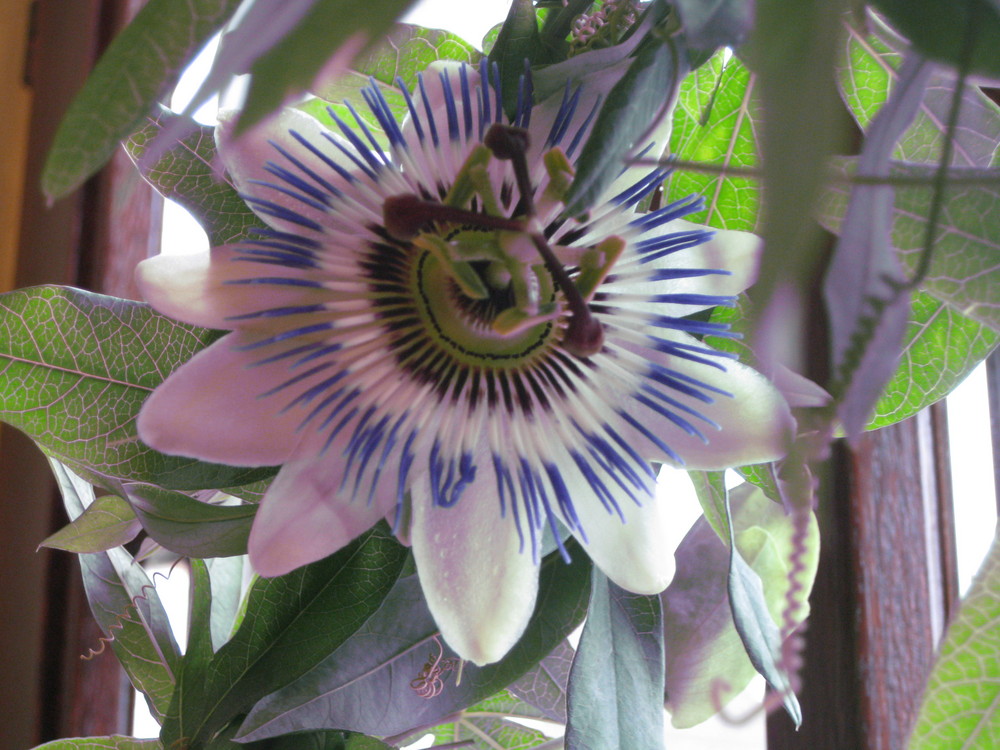 passiflora caerulea