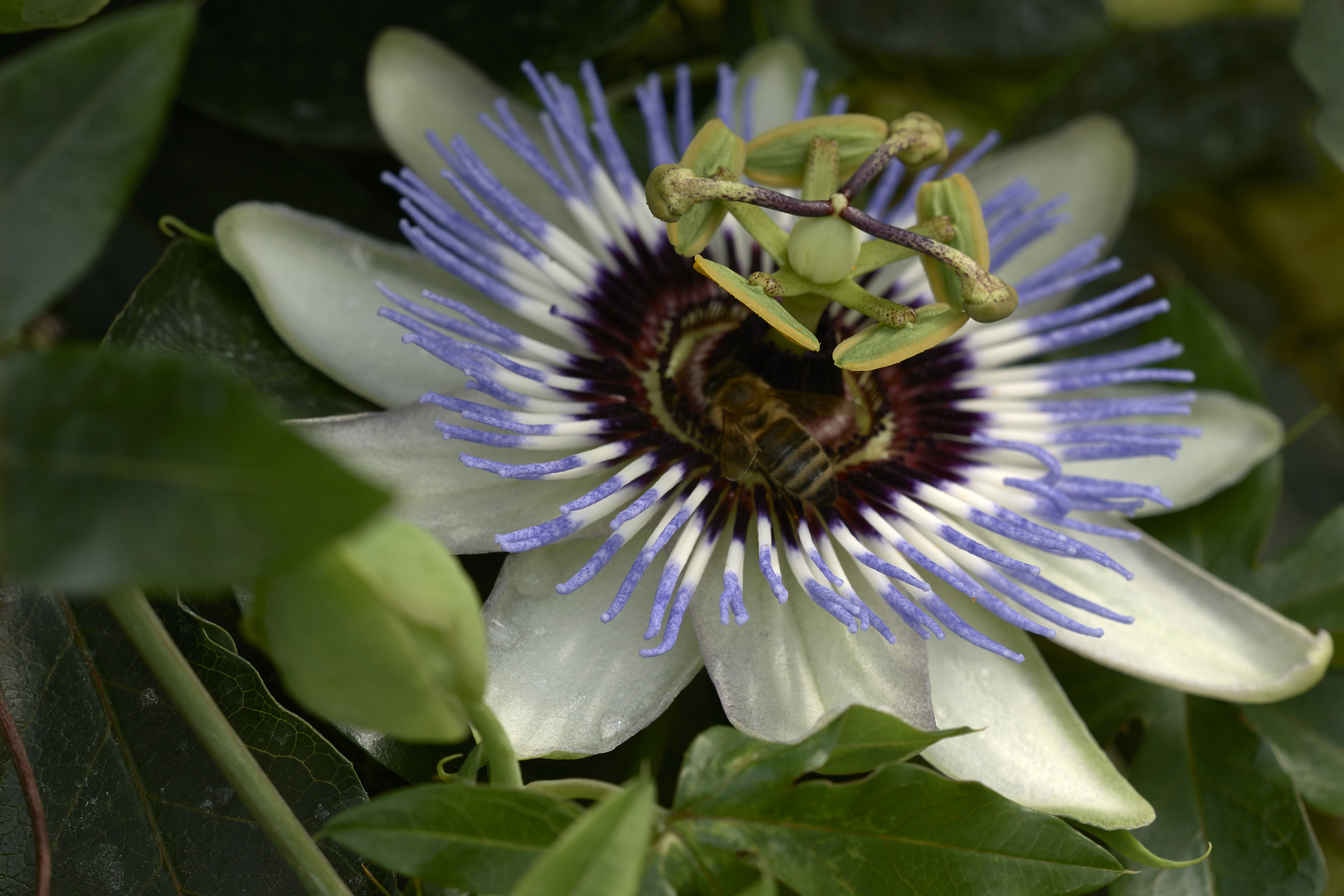 Passiflora caerulea