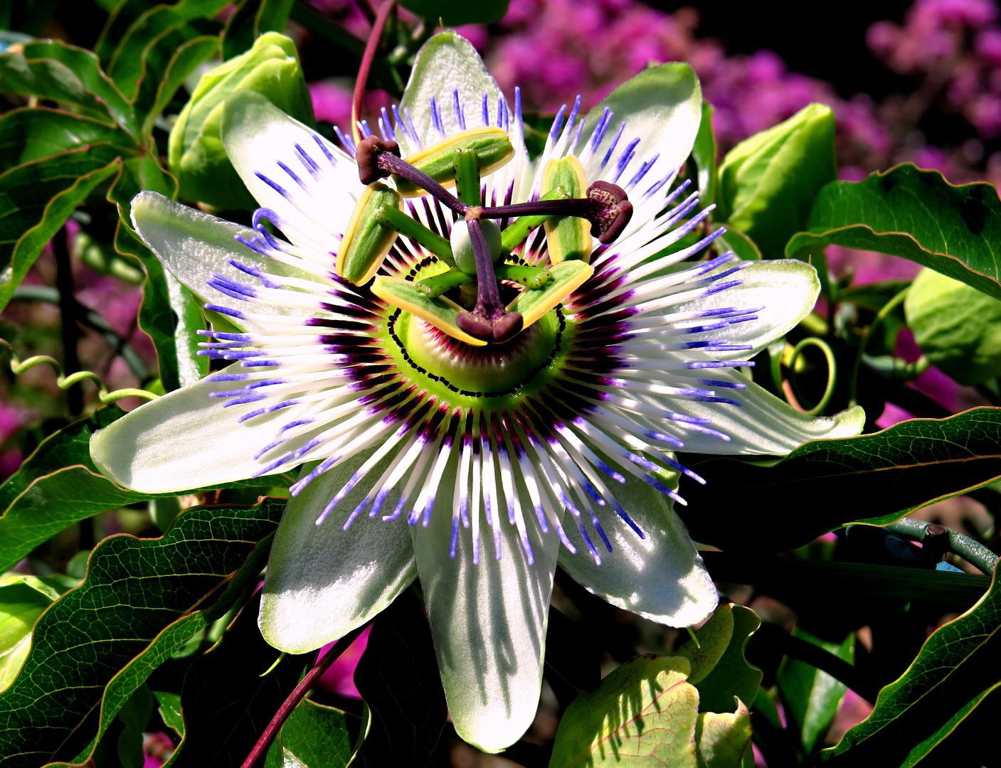 PASSIFLORA  CAERULEA