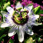 PASSIFLORA  CAERULEA