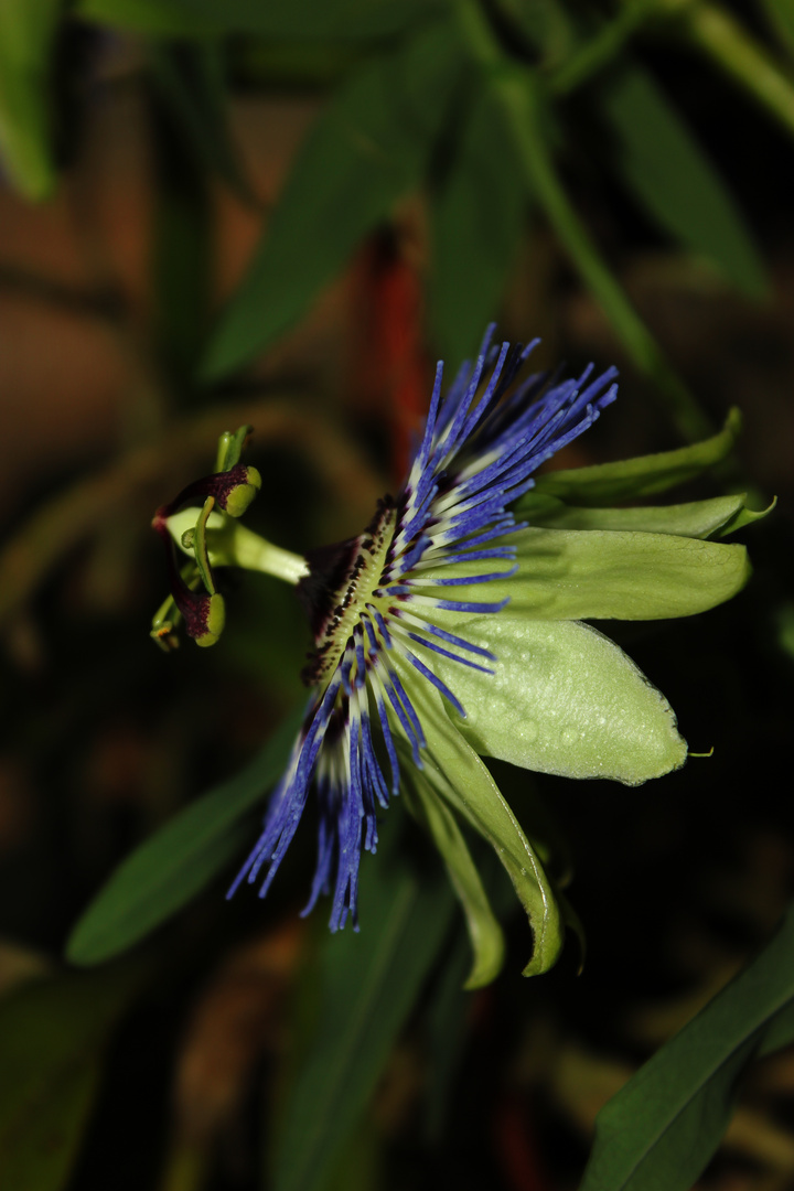 Passiflora caerulea