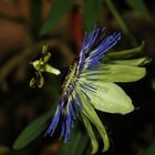 Passiflora caerulea