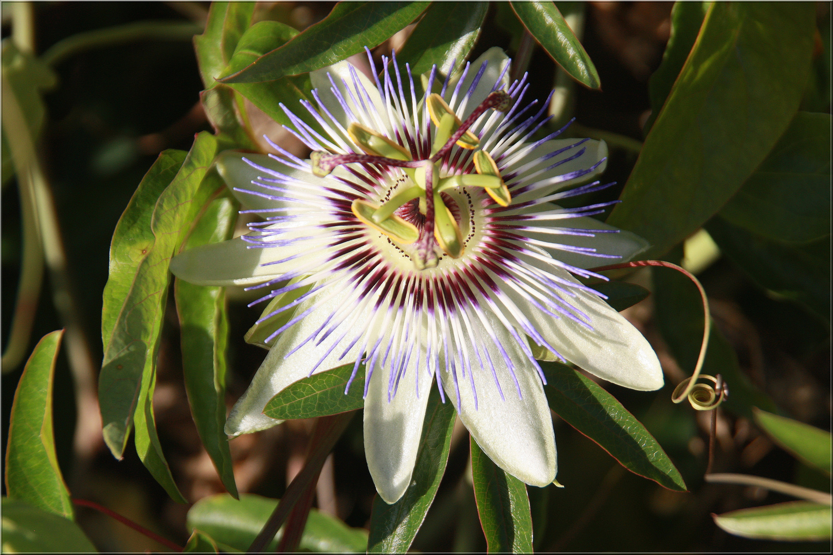 ..Passiflora caerulea...