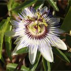 ..Passiflora caerulea...