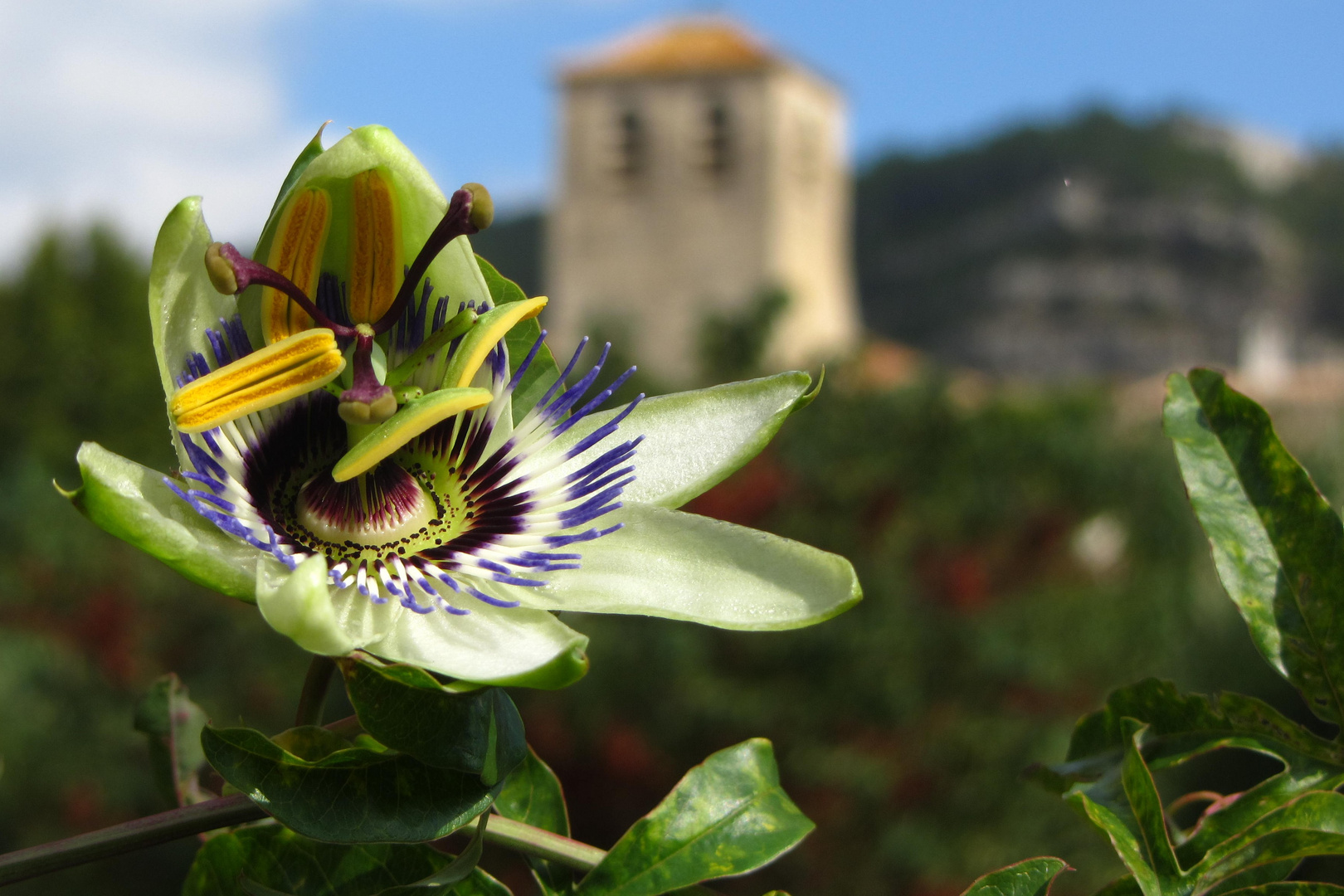 Passiflora caerulea