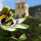 Passiflora caerulea