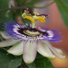 Passiflora caerulea ...