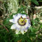 Passiflora caerulea