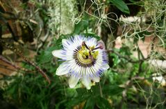 Passiflora caerulea