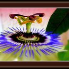 Passiflora caerulea ...