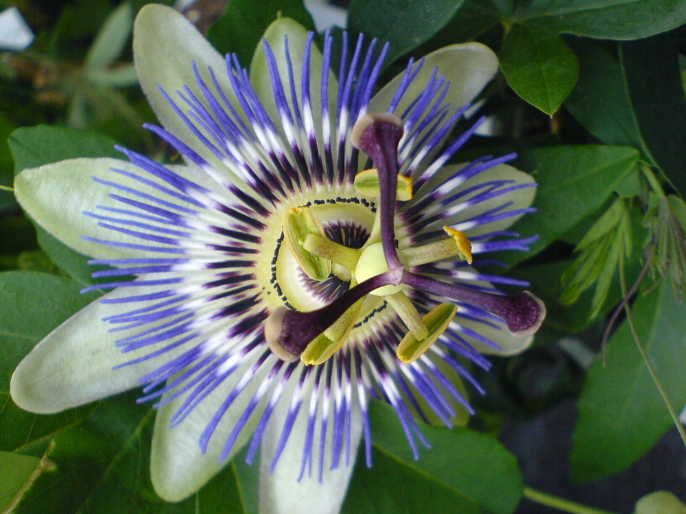 Passiflora caerulea